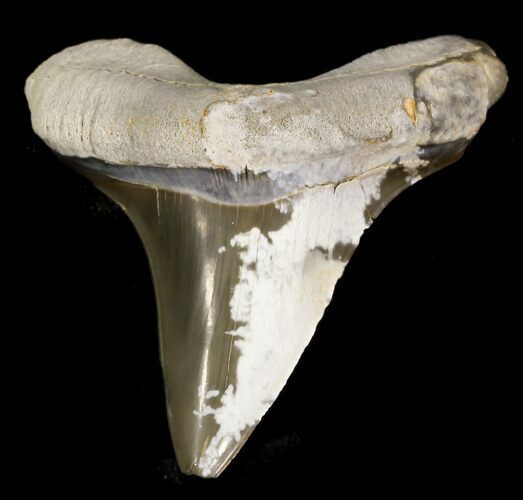 Cretaceous Cretoxyrhina Shark Tooth - Kansas #31640